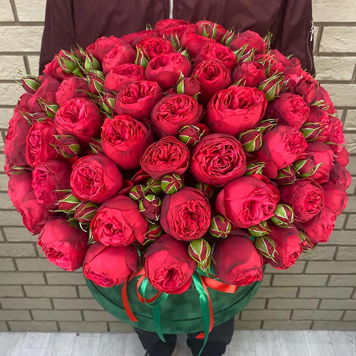 Красные пионовидные розы