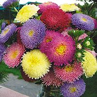 цветы Астра астра.jpg