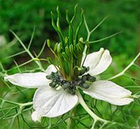 Нигелла дамасская.jpg