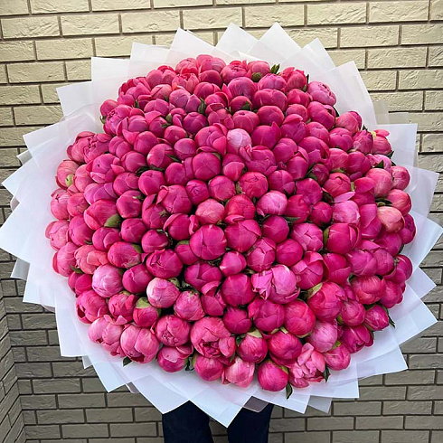 151 коралловый пион