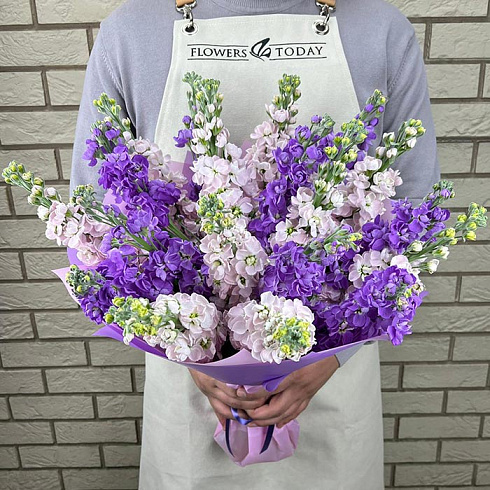 Розовые и фиолетовые маттиолы