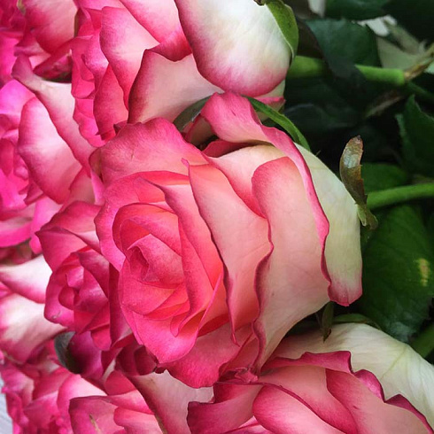 Розы Джумилия