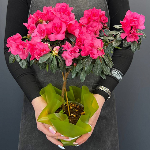 Ярко розовая Азалия на Штамбе