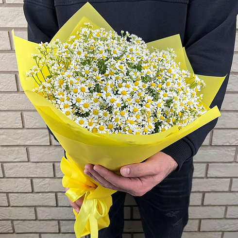 Кустовые ромашки (камиллы)