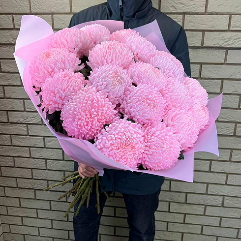 Крупные розовые хризантемы
