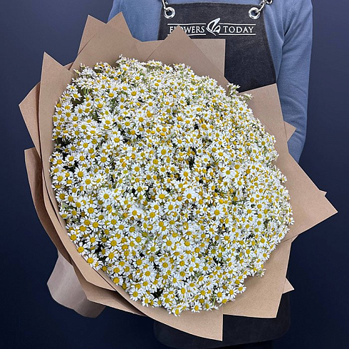 101 ромашка (Камилла)