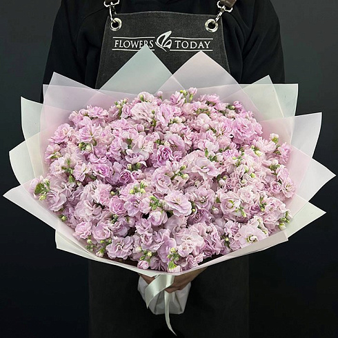 Розовые маттиолы 