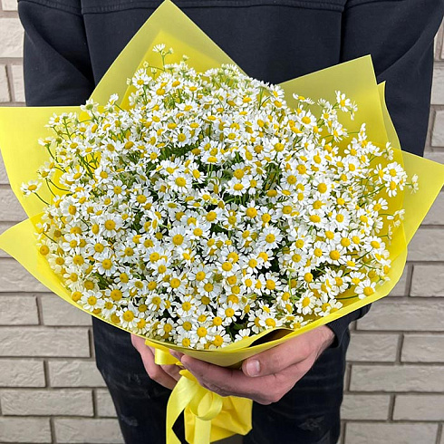 Кустовые ромашки (камиллы)