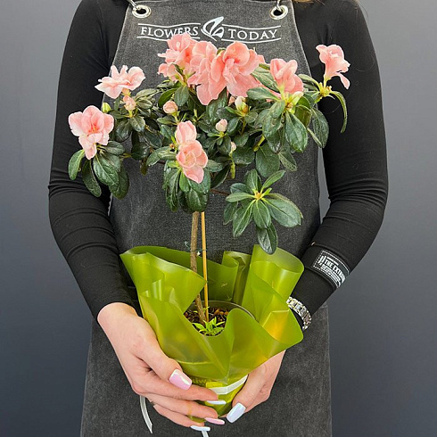 Нежно розовая Азалия на штамбе