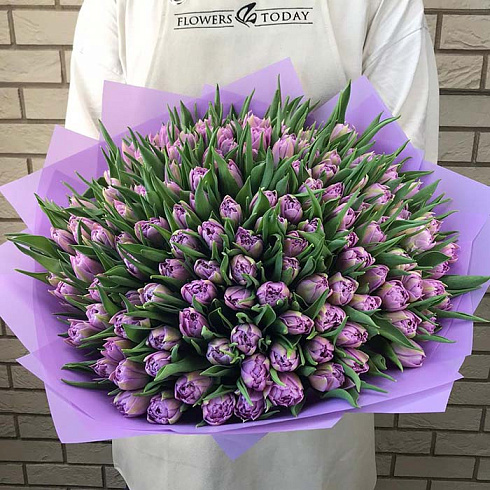 101 фиолетовых тюльпанов