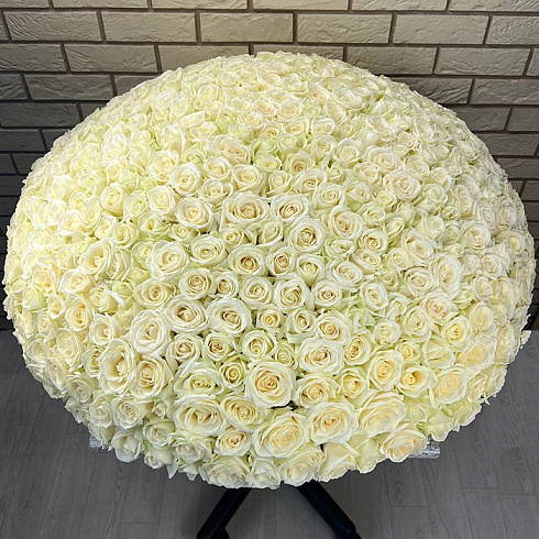 501 белая роза