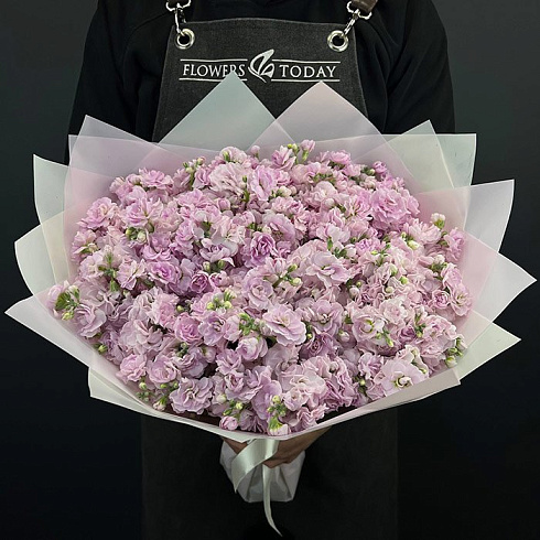 Розовые маттиолы 