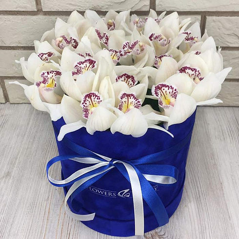 Белые орхидеи в бархатной коробке