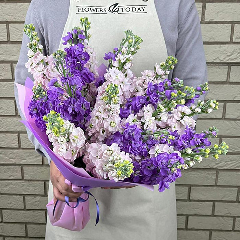 Розовые и фиолетовые маттиолы