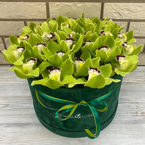 Зеленые орхидеи в бархатной коробке