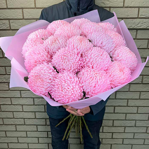 Крупные розовые хризантемы