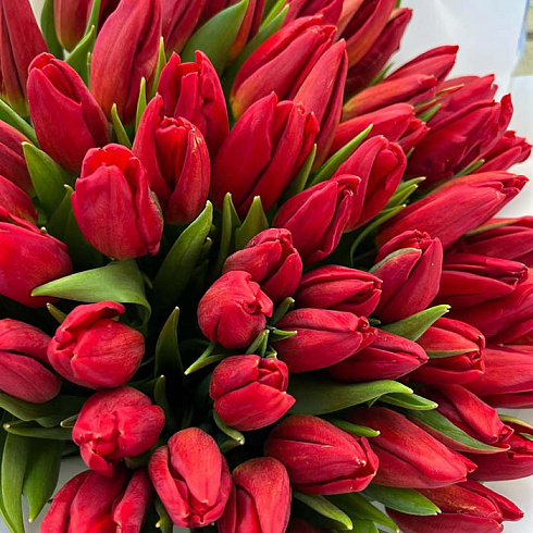 Красные тюльпаны