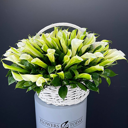 101 белая калла в корзине