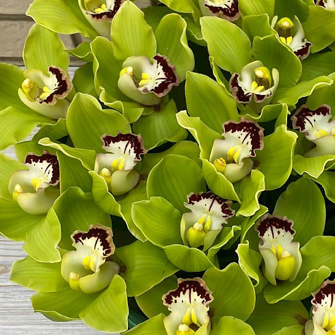 Зеленые орхидеи в бархатной коробке