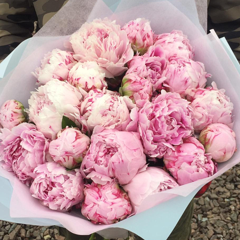 21 розовый пион