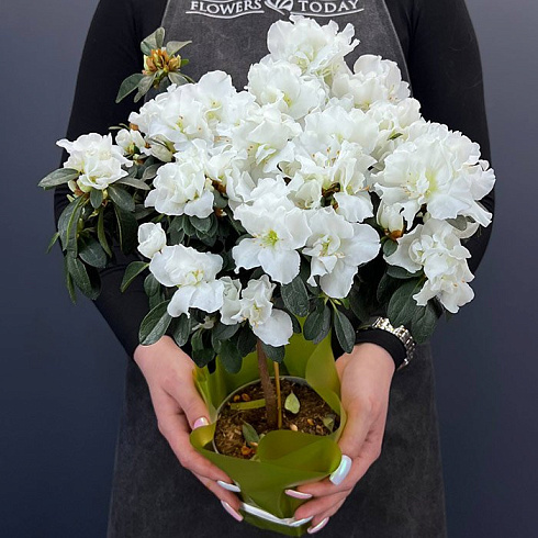 Белая Азалия штамбовая