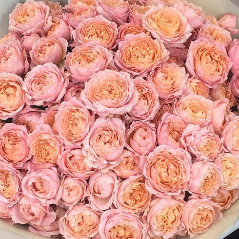 Пионовидные розы