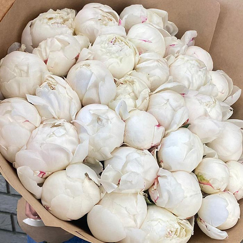 Белые пионы