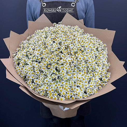 101 ромашка (Камилла)