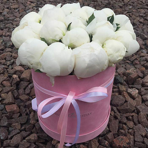 19 белых пионов в бархатной коробке