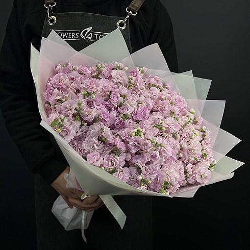 Розовые маттиолы 