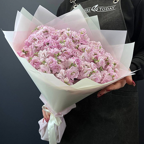 Нежные розовые маттиолы