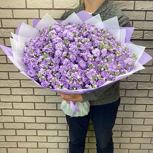 101 маттиола фиолетовая