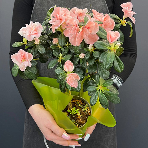 Нежно розовая Азалия на штамбе