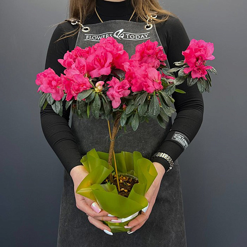 Ярко розовая Азалия на Штамбе