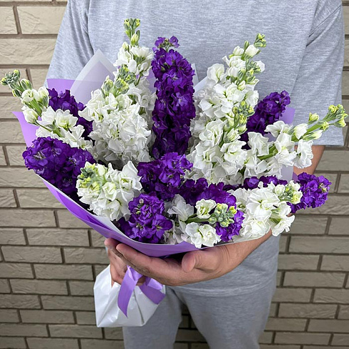 Фиолетовые и белые маттиолы