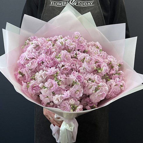 Нежные розовые маттиолы