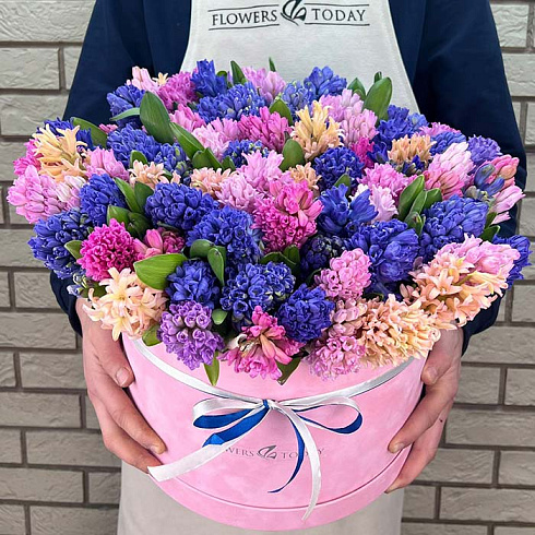 101 гиацинт в коробке