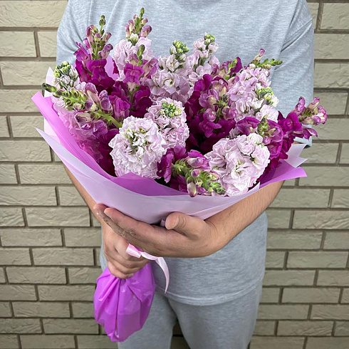 Розовые и малиновые маттиолы