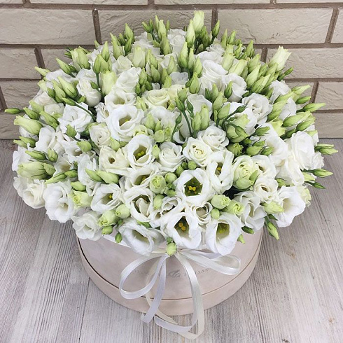 Белые эустомы в бархатной коробке